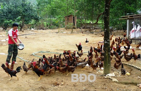 Bình Định: Giá gà ta tăng mạnh