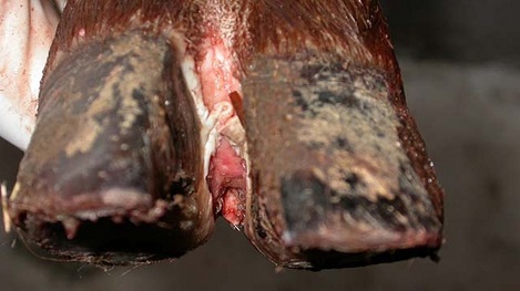 Điều trị bệnh cước chân ở trâu, bò