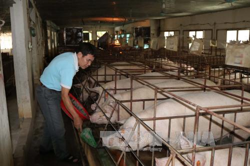 Giá heo hơi hôm nay 30/5: Miền Bắc đột ngột giảm sâu