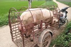 Giá heo hơi hôm nay 11/4: Đi ngang sau nhiều ngày tăng giá